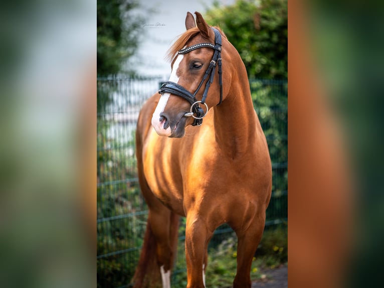 New Forest Pony Stute 3 Jahre 140 cm  in Anhausen