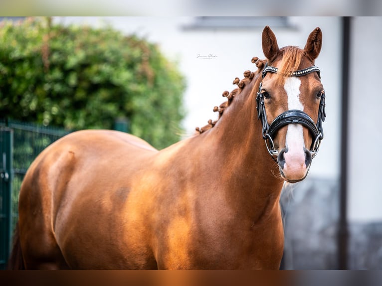 New Forest Pony Stute 3 Jahre 140 cm  in Anhausen
