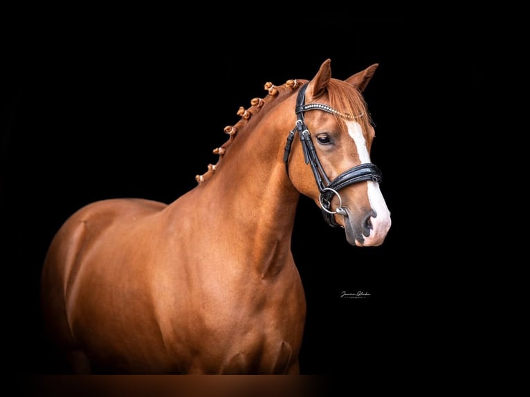 New Forest Pony Stute 3 Jahre 140 cm  in Anhausen
