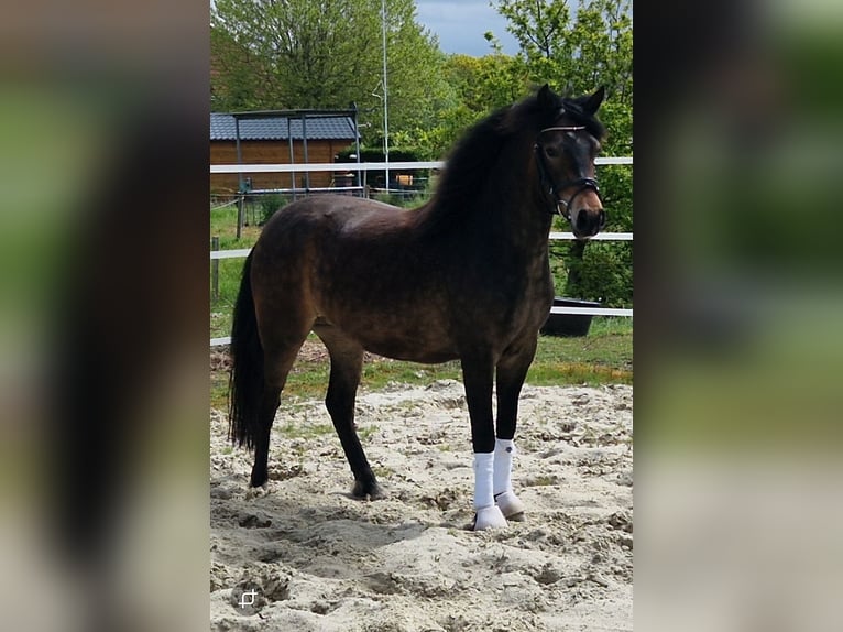 New Forest Pony Stute 3 Jahre 142 cm Brauner in Südbrookmerland