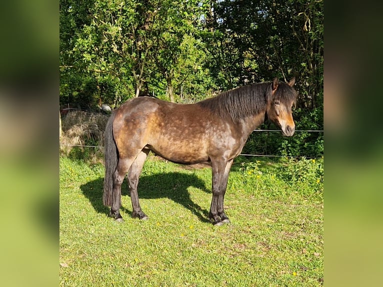 New Forest Pony Stute 3 Jahre 142 cm Brauner in Südbrookmerland
