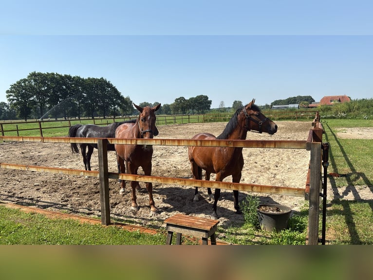 New Forest Pony Stute 3 Jahre 145 cm Brauner in Harreveld