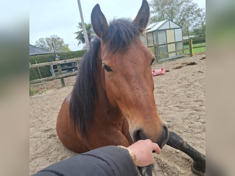 New Forest Pony Stute 3 Jahre 145 cm Brauner in Harreveld