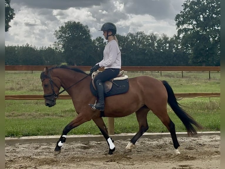 New Forest Pony Stute 3 Jahre 145 cm Brauner in Harreveld
