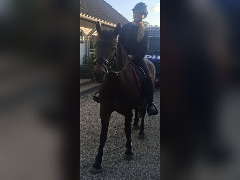 New Forest Pony Stute 3 Jahre 145 cm Brauner in Harreveld