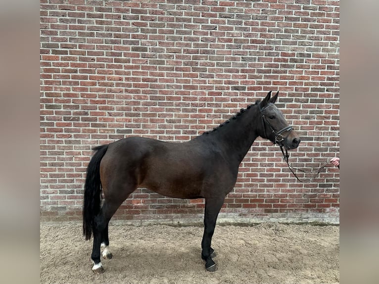 New Forest Pony Stute 3 Jahre 145 cm Schwarzbrauner in Kaulille