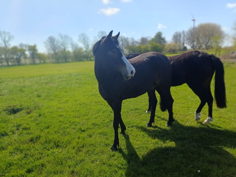 New Forest Pony Stute 3 Jahre 147 cm Dunkelbrauner in Emmelsbüll-Horsbüll