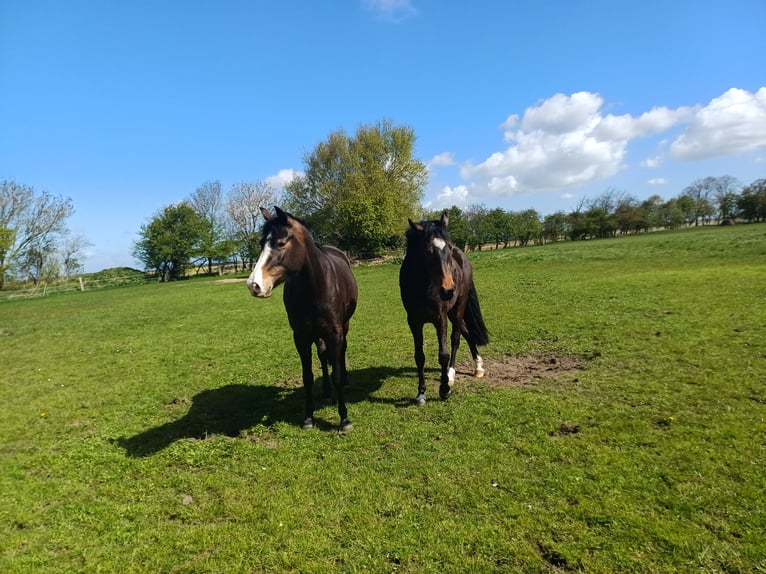 New Forest Pony Stute 3 Jahre 147 cm Dunkelbrauner in Emmelsbüll-Horsbüll