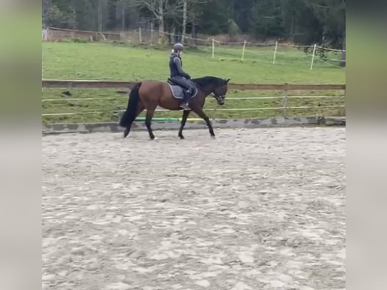 New Forest Pony Stute 3 Jahre 148 cm Brauner in Abtenau