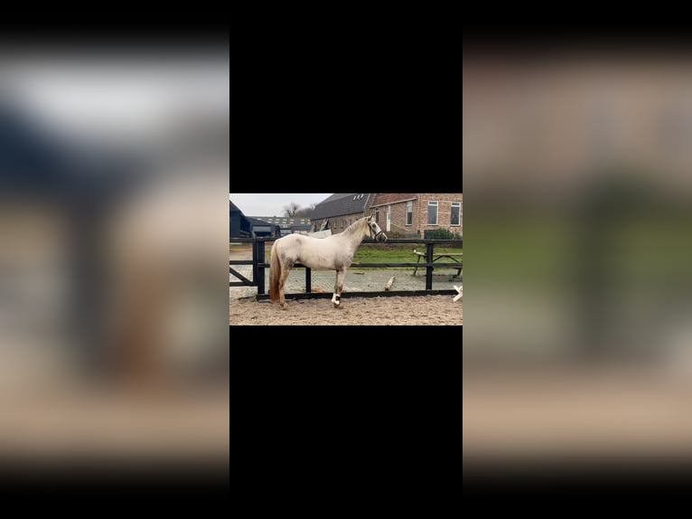 New Forest Pony Stute 3 Jahre 148 cm Tigerschecke in Moerkapelle