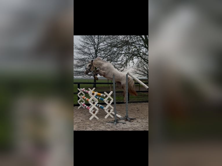 New Forest Pony Stute 3 Jahre 148 cm Tigerschecke in Moerkapelle