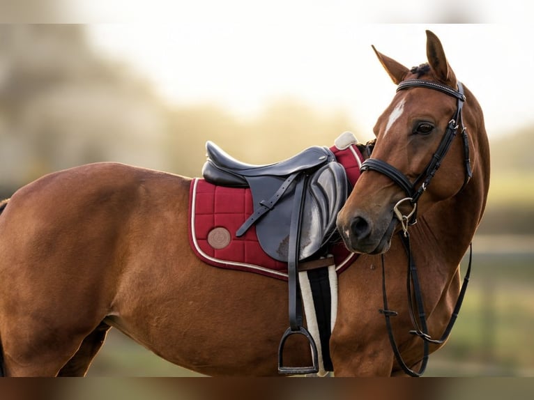 New Forest Pony Mix Stute 3 Jahre 155 cm Brauner in Eemnes