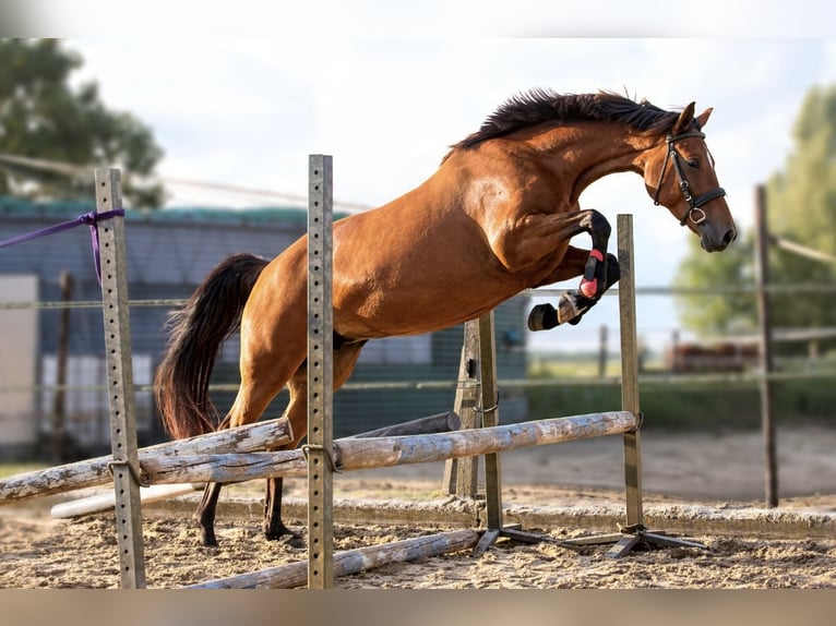 New Forest Pony Mix Stute 3 Jahre 155 cm Brauner in Eemnes
