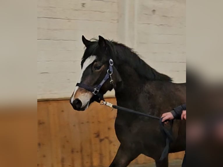 New Forest Pony Stute 3 Jahre Brauner in Basdahl