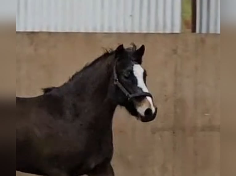 New Forest Pony Stute 3 Jahre Brauner in Basdahl
