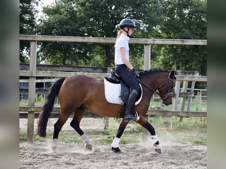 New Forest Pony Mix Stute 4 Jahre 123 cm Brauner in Lunteren