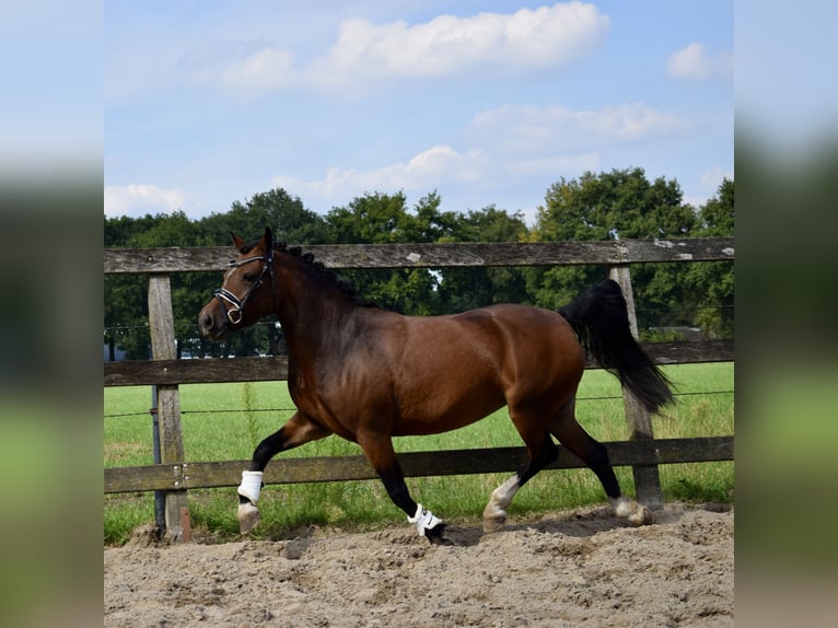 New Forest Pony Mix Stute 4 Jahre 123 cm Brauner in Lunteren