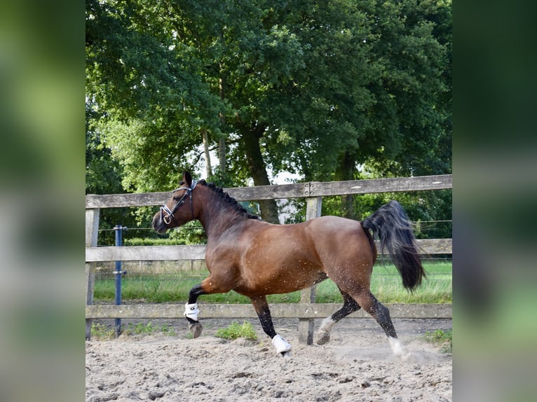New Forest Pony Mix Stute 4 Jahre 123 cm Brauner in Lunteren