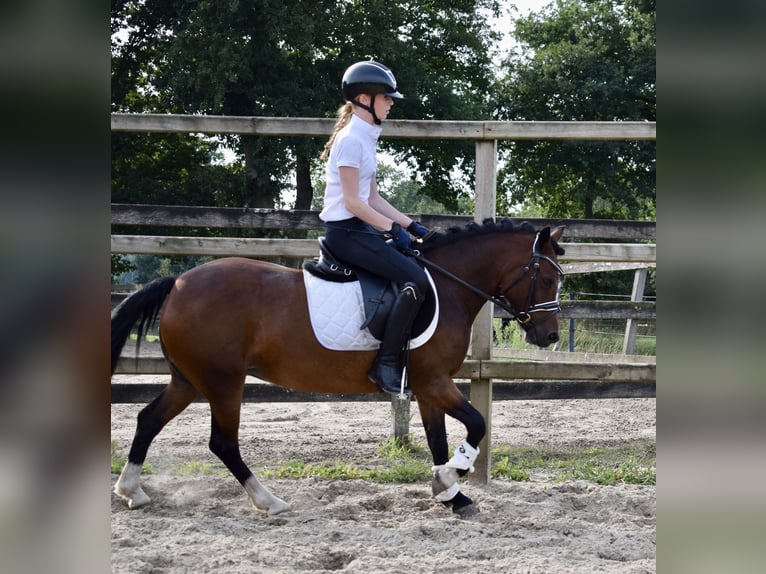 New Forest Pony Mix Stute 4 Jahre 123 cm Brauner in Lunteren