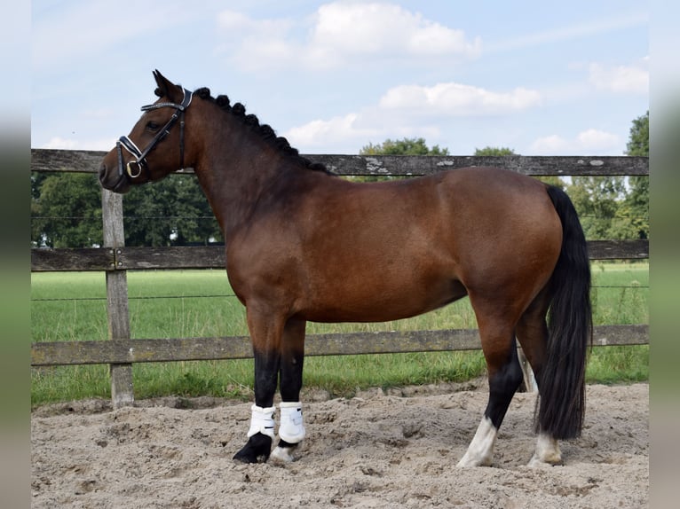 New Forest Pony Mix Stute 4 Jahre 123 cm Brauner in Lunteren