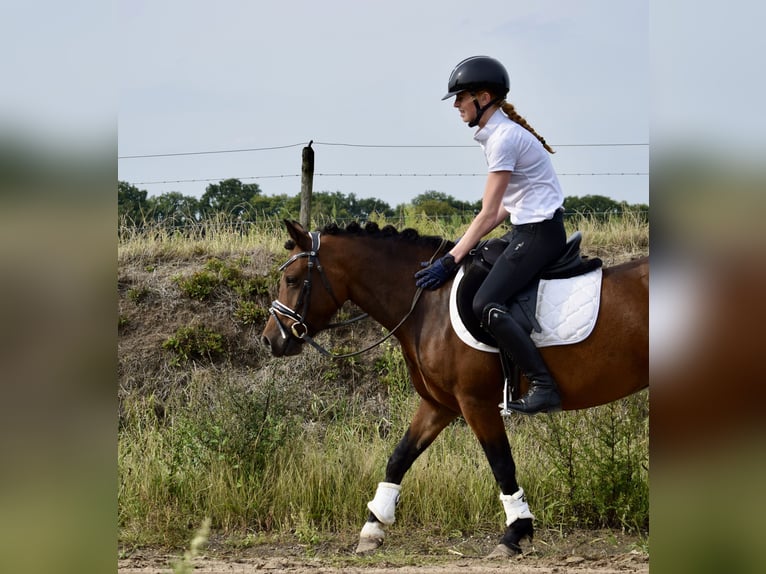 New Forest Pony Mix Stute 4 Jahre 123 cm Brauner in Lunteren