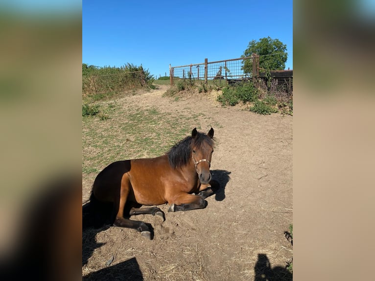 New Forest Pony Stute 4 Jahre 140 cm Brauner in Roermond