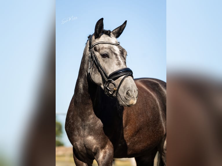 New Forest Pony Stute 4 Jahre 143 cm Blauschimmel in Paterswolde