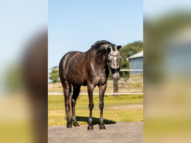 New Forest Pony Stute 4 Jahre 143 cm Blauschimmel in Paterswolde