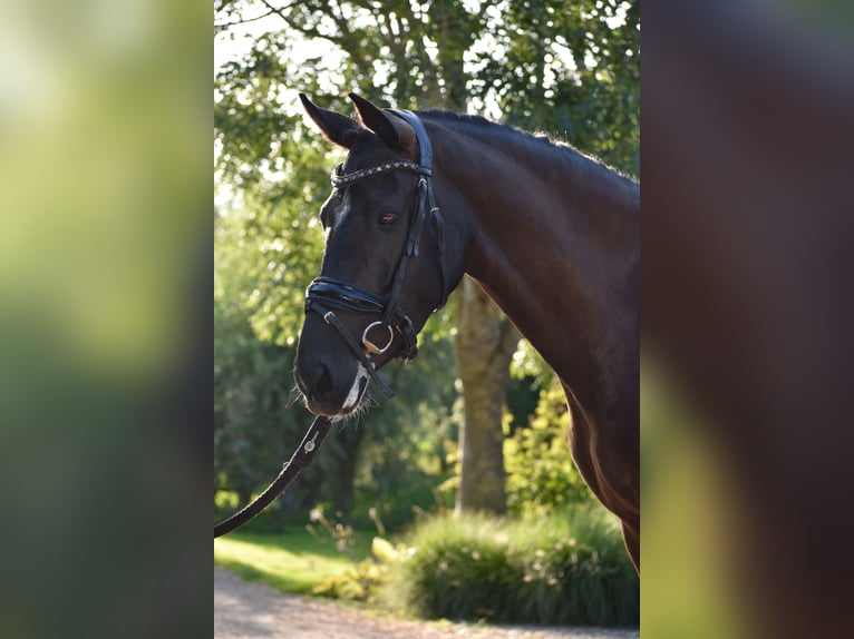 New Forest Pony Stute 4 Jahre 146 cm Rappe in Kamerik