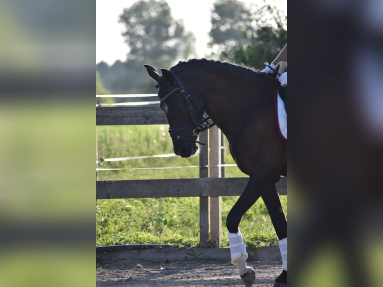 New Forest Pony Stute 4 Jahre 146 cm Rappe in Kamerik