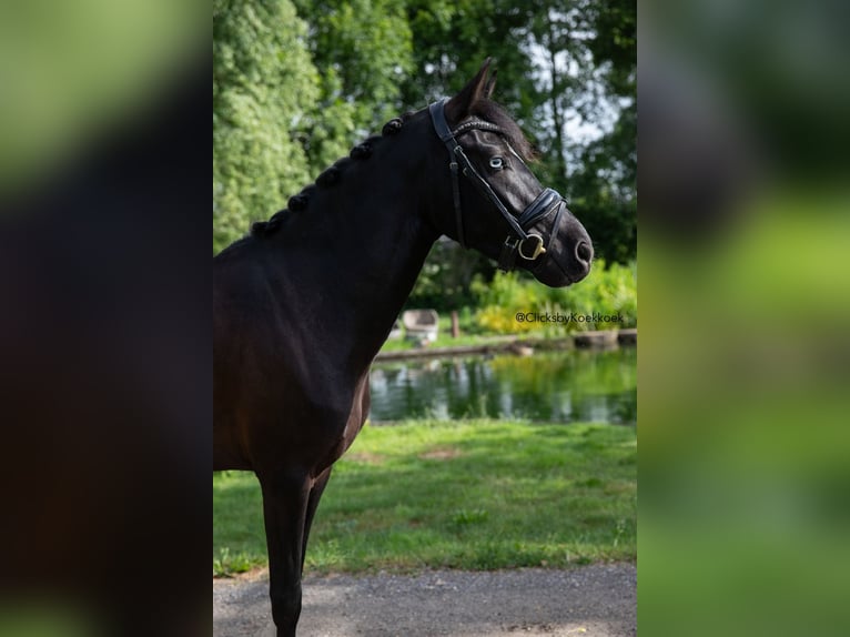New Forest Pony Stute 4 Jahre 146 cm Rappe in Kamerik
