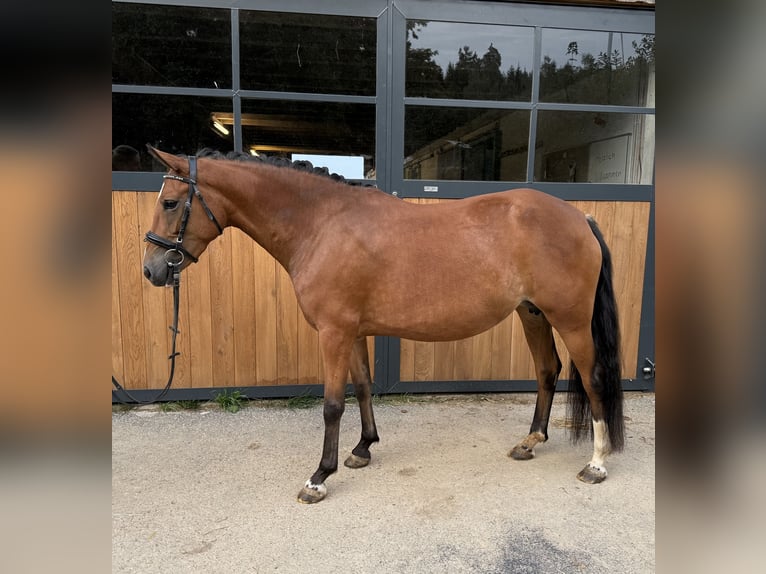 New Forest Pony Stute 4 Jahre 147 cm Brauner in Heinzenbach