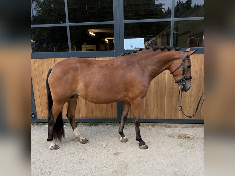 New Forest Pony Stute 4 Jahre 147 cm Brauner in Heinzenbach