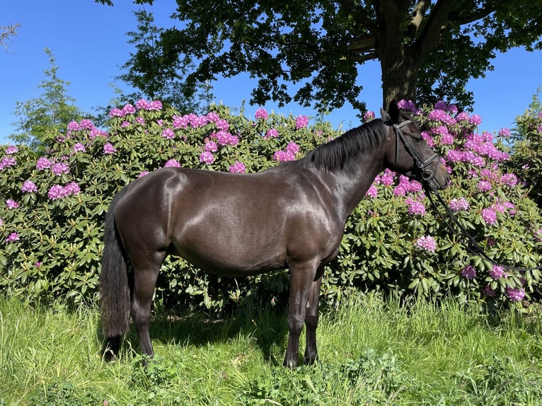 New Forest Pony Mix Stute 5 Jahre 140 cm Brauner in Haps