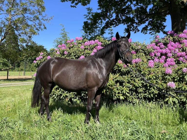 New Forest Pony Mix Stute 5 Jahre 140 cm Brauner in Haps