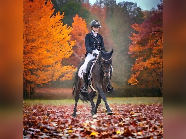 New Forest Pony Mix Stute 5 Jahre 140 cm Brauner in Haps