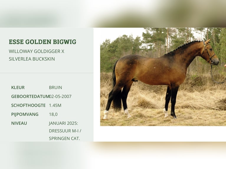 New Forest Pony Mix Stute 5 Jahre 140 cm Brauner in Haps