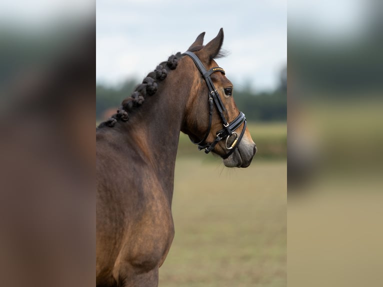 New Forest Pony Stute 5 Jahre 143 cm Dunkelbrauner in Gaanderen