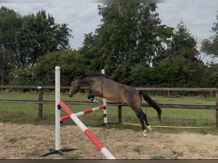 New Forest Pony Stute 5 Jahre 143 cm Dunkelbrauner in Gaanderen