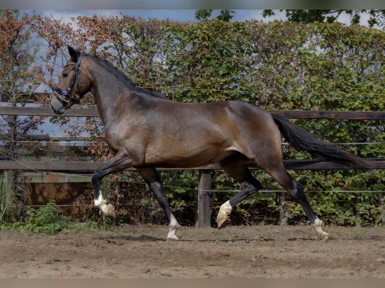 New Forest Pony Stute 5 Jahre 143 cm Dunkelbrauner in Gaanderen