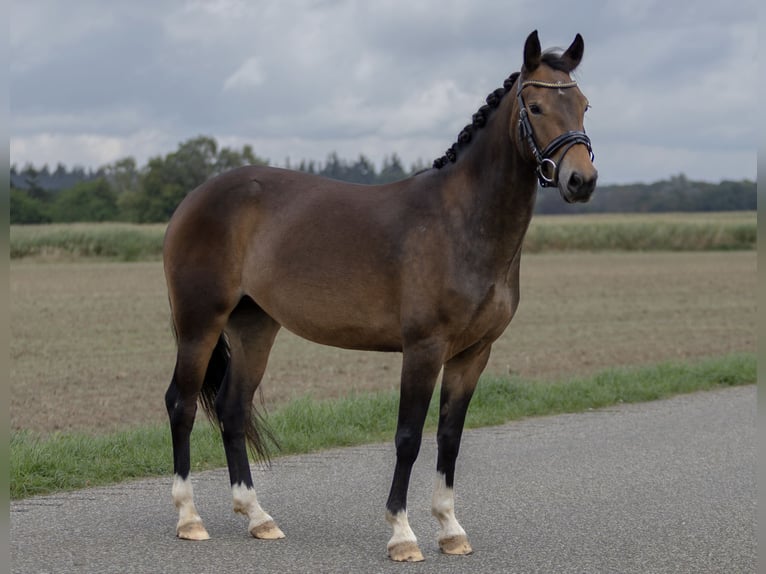 New Forest Pony Stute 5 Jahre 143 cm Dunkelbrauner in Gaanderen