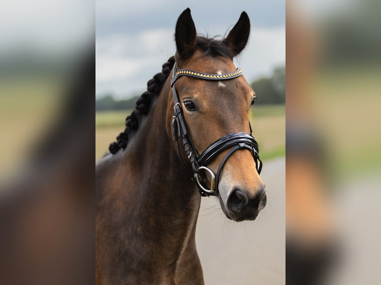 New Forest Pony Stute 5 Jahre 143 cm Dunkelbrauner in Gaanderen