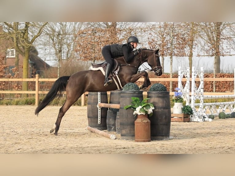 New Forest Pony Stute 5 Jahre 145 cm Rappe in Oost West en Middelbeers
