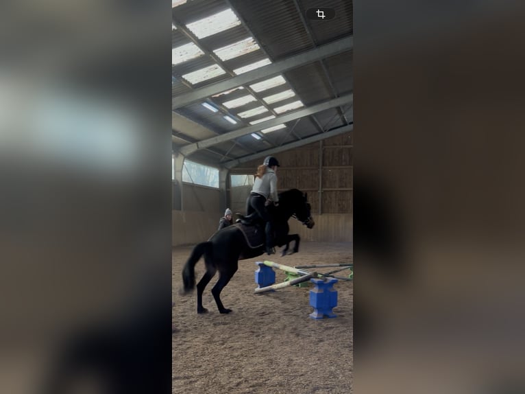 New Forest Pony Stute 5 Jahre 150 cm Schwarzbrauner in Musberg Leinfelden-Echterdingen