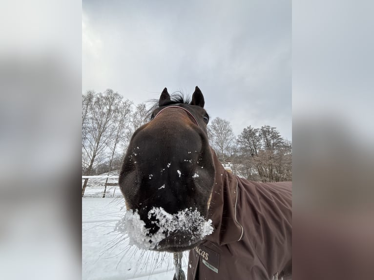 New Forest Pony Stute 5 Jahre 150 cm Schwarzbrauner in Musberg Leinfelden-Echterdingen
