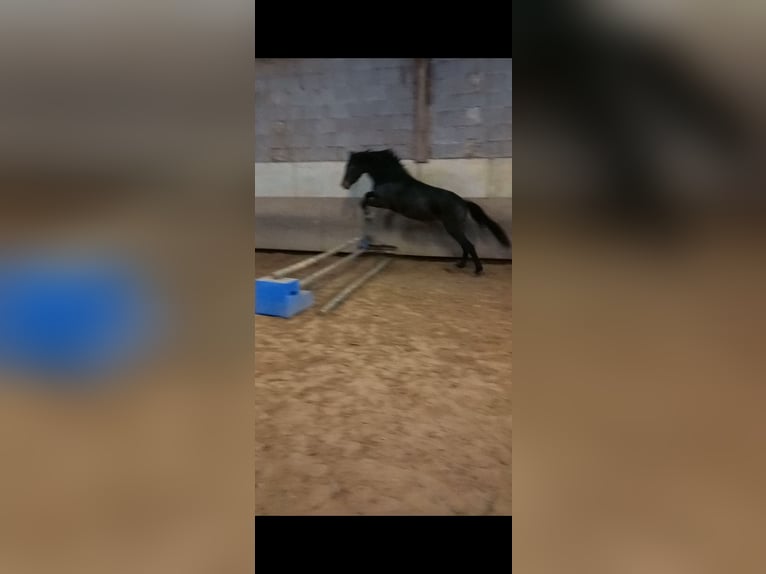 New Forest Pony Stute 5 Jahre 150 cm Schwarzbrauner in Musberg Leinfelden-Echterdingen