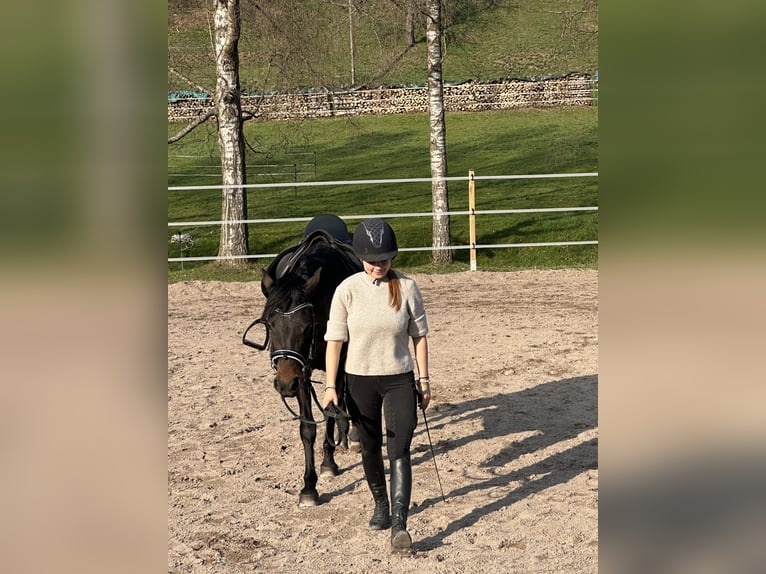 New Forest Pony Stute 5 Jahre 150 cm Schwarzbrauner in Musberg Leinfelden-Echterdingen