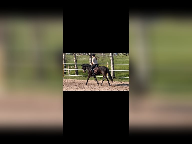 New Forest Pony Stute 5 Jahre 150 cm Schwarzbrauner in Musberg Leinfelden-Echterdingen