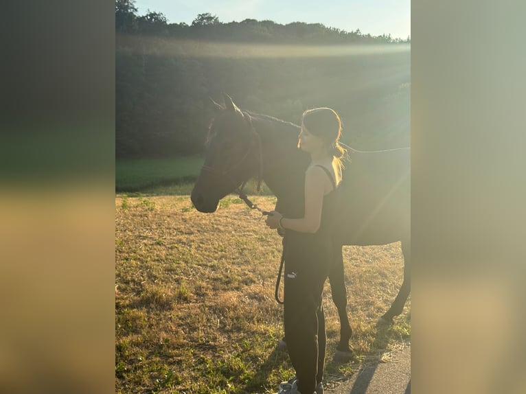 New Forest Pony Stute 5 Jahre 150 cm Schwarzbrauner in Musberg Leinfelden-Echterdingen