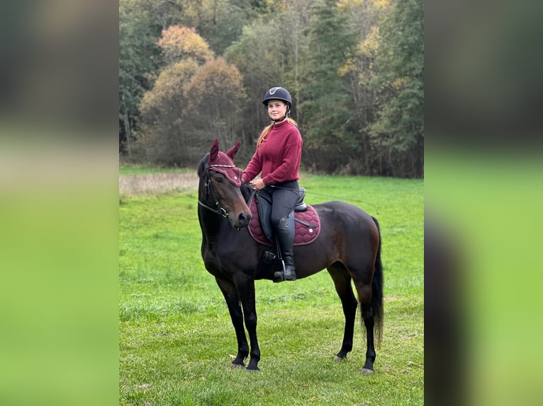 New Forest Pony Stute 5 Jahre 150 cm Schwarzbrauner in Musberg Leinfelden-Echterdingen
